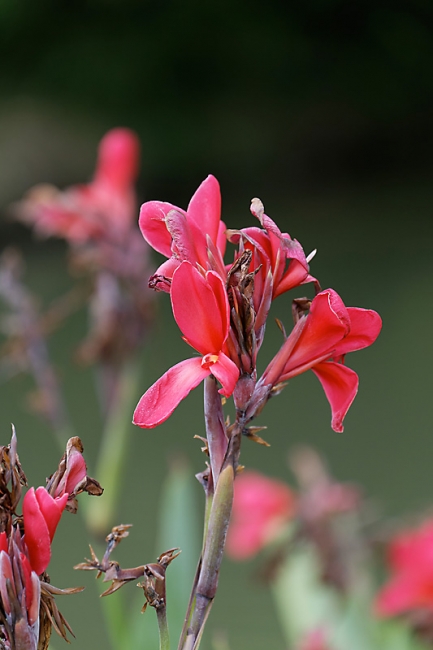 Suan Luang-JUN14-126